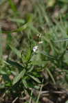 Looseflower waterwillow